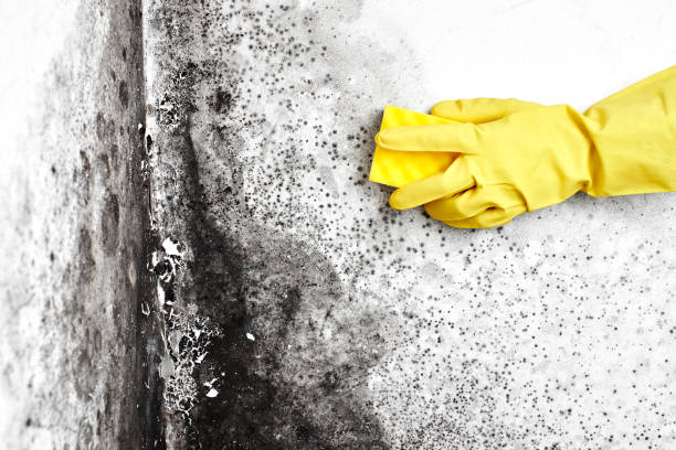 Best Mold Removal Company Near Me  in Winlock, WA