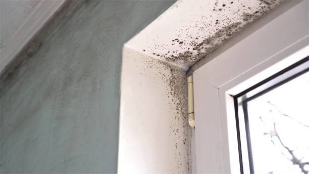 Best Home Mold Removal  in Winlock, WA
