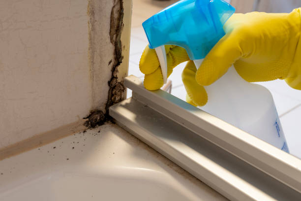 Best Mold Removal Company Near Me  in Winlock, WA