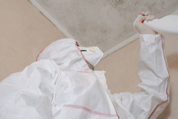 Professional Mold Removal in Winlock, WA