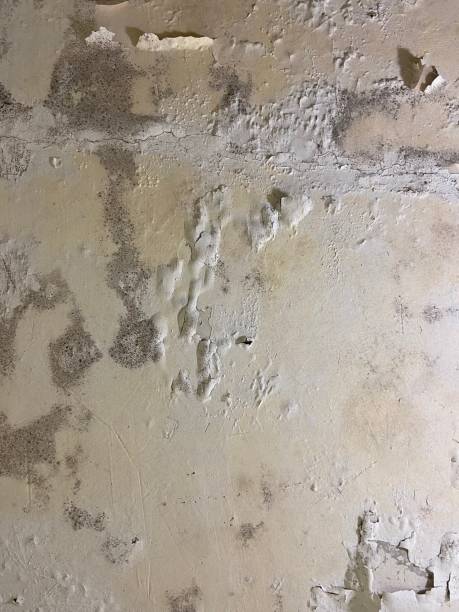 Best Mold Damage Repair  in Winlock, WA
