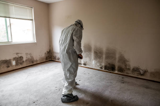 Best Fast Mold Removal  in Winlock, WA